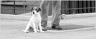 Uggie, le chien de "The Artist", laisse ses empreintes à Hollywood