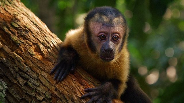 <strong>Amazônia</strong> Bande-annonce VF