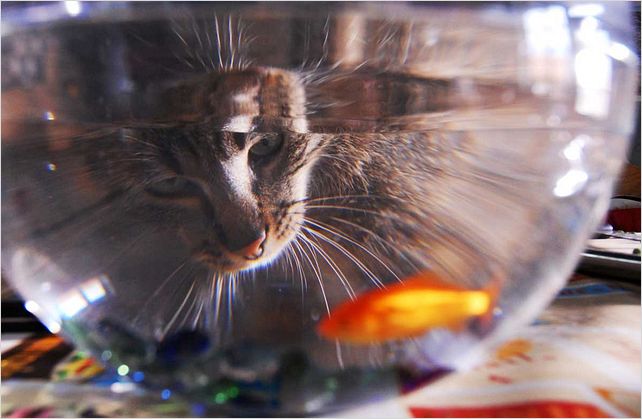 La Vie sauvage des animaux domestiques : photo Dominique Garing, Frédéric Goupil