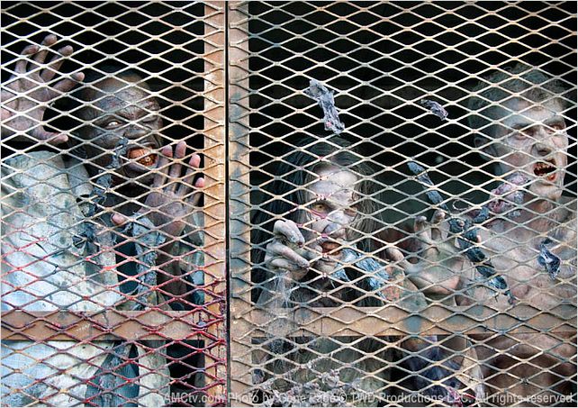 The Walking Dead : photo