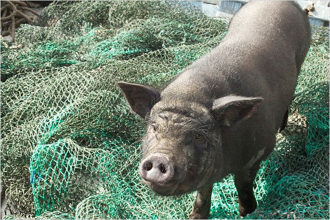 Le cochon de Gaza : Photo Sylvain Estibal