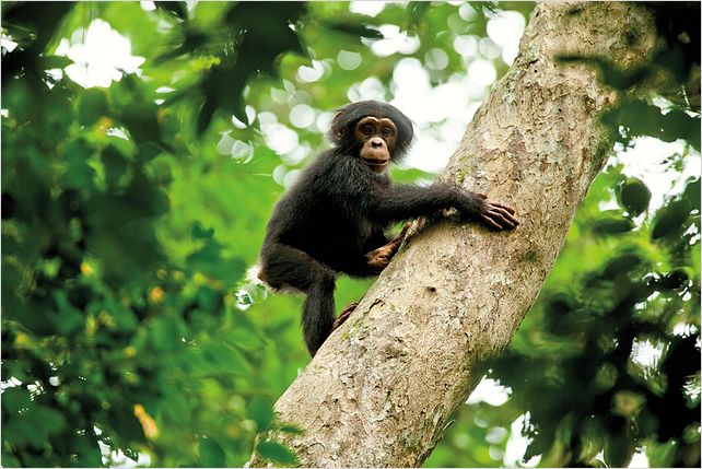 Chimpanzés : photo