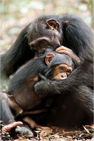 Chimpanzés : photo