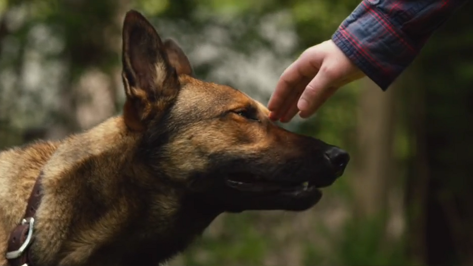 Max Le Chien Film Streaming Trailer du film Max - Max Bande-annonce VO - AlloCiné