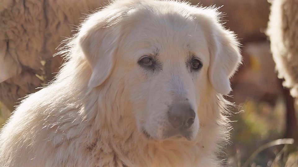 Trailer Du Film Vivre Avec Les Loups Vivre Avec Les Loups Bande