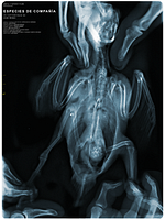 poster de Especies de compañía