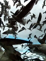 poster de PARAVEL / CASTAING-TAYLOR – Courts métrages anciens étudiants 2