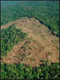 poster de Amazonia Grilada
