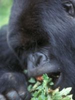 poster de Les Derniers Gorilles