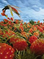 poster de Mi-rouge et le semblant de société symbiotique