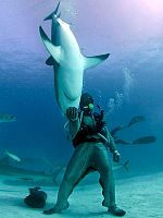 poster de L'homme qui charmait les requins