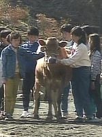 poster de Lessons from a Calf