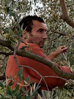 poster de Les oliviers