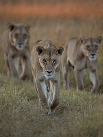 poster de Survivre au paradis : Une histoire de famille