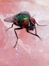 photo de Madame La Mouche