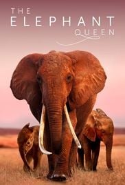 The Elephant Queen
