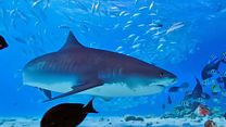 image de All the Sharks - saison 1 Bande-annonce VO