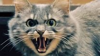 image de Catnado Bande-annonce VO