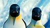 image de Happy Feet Extrait vidéo (2) VO