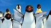 image de Happy Feet Extrait vidéo (5) VO