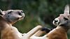 image de Les Animaux amoureux Extrait vidéo VF