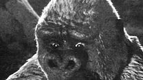 image de Le Fils de Kong Bande-annonce VO
