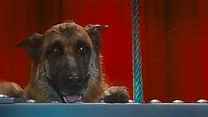 image de Comme chiens et chats - La Revanche de Kitty Galore Extrait vidéo (2) VO