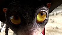 image de Rango Teaser (3) VF
