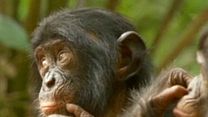 image de Bonobos Extrait vidéo (3) VF