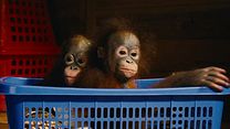 image de Born to be Wild - Nés pour être libres Bande-annonce VF