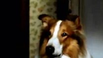 image de Les Nouvelles aventures de Lassie Bande-annonce VO