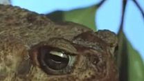 image de Frogs Bande-annonce VO