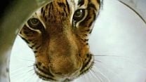 image de Dans l'oeil du tigre Bande-annonce VF