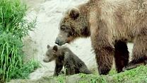 image de Terre des Ours - EXTRAIT "Grandir"