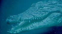image de Crocodile Bande-annonce VF