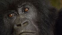 image de Nature - MAKING OF VOST "Le roi de la jungle"