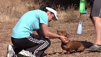 image de The Elisabeth Show by Zazon - S01E15 - Dogs Reservoir