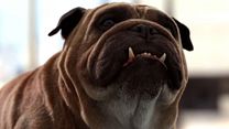 image de Marvel's Inhumans - saison 1 Bande-annonce (4) VO