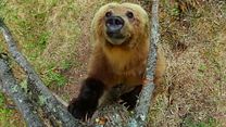image de Un nouveau jour sur Terre EXTRAIT VF "Ours"