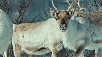 image de Aïlo : une odyssée en Laponie EXTRAIT VF "Le troupeau"