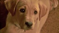 image de Le Chien qui a sauvé Noël Bande-annonce VO