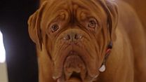 image de Turner & Hooch - saison 1 Bande-annonce VO