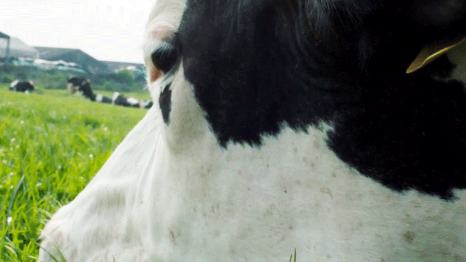 image de Cow EXTRAIT VO "L'oeil"