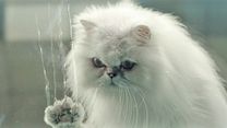 image de Désolé les chats. Bande-annonce VF