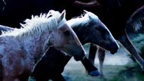 image de Wild Beauty: Mustang Spirit of the West Bande-annonce VO