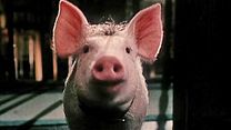 image de Babe, le cochon dans la ville Bande-annonce VF