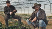 image de Les Agrofrangins, par les soirs bleus d’été Bande-annonce VF