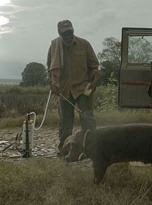Affiche de Sr. Pig, film à voir en streaming sur Pygargue