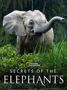 poster de la série Les Secrets des éléphants Saison 1