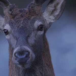 Photo Le Temps des animaux
